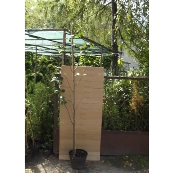 LIPA SZEROKOLISTNA SZCZEPIONA miododajna - sadzonki 180 / 200 cm